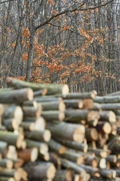 Enormi Pile Legno Tagliate Dallo Sfruttamento Forestale — Foto Stock