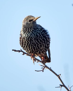Ortak starling (Sturnus Vulgaris) ağaç dalı üzerinde tünemiş