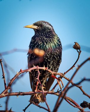 Ortak starling (Sturnus Vulgaris) ağaç dalı üzerinde tünemiş