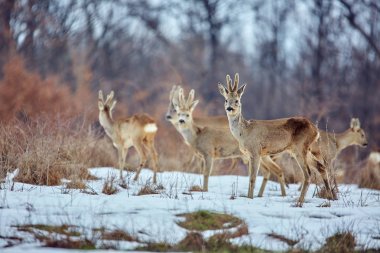Aile besleme, genç Karaca geyikler (Capreolus capreolus) meşe ormanında spot