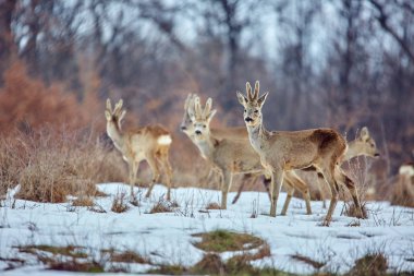 Aile besleme, genç Karaca geyikler (Capreolus capreolus) meşe ormanında spot
