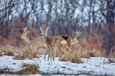 Aile besleme, genç Karaca geyikler (Capreolus capreolus) meşe ormanında spot