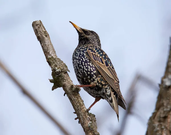 Gemensamma Stare Sturnus Vulgaris Uppe Trädgren — Stockfoto