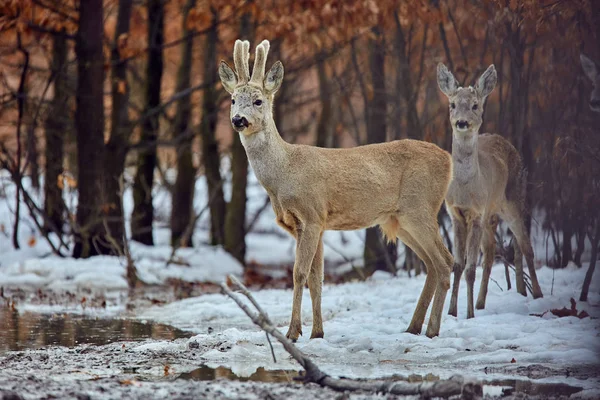Small Group Roe Deers Capreolus Capreolus Oak Forest Feeding Spot — Stock Photo, Image