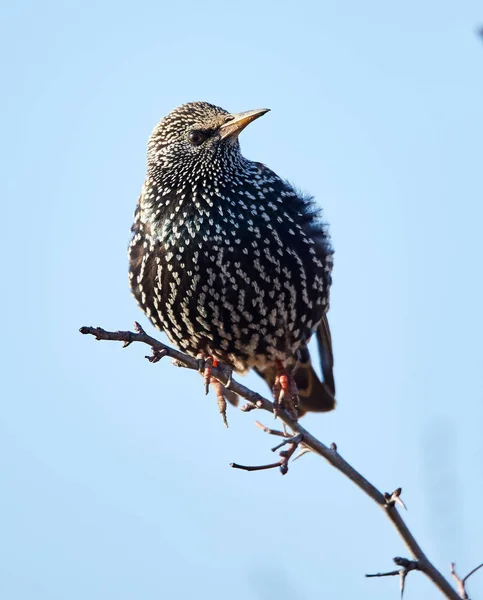 Ψαρόνι Sturnus Vulgaris Σκαρφαλωμένο Πάνω Κλαδί Δέντρου — Φωτογραφία Αρχείου