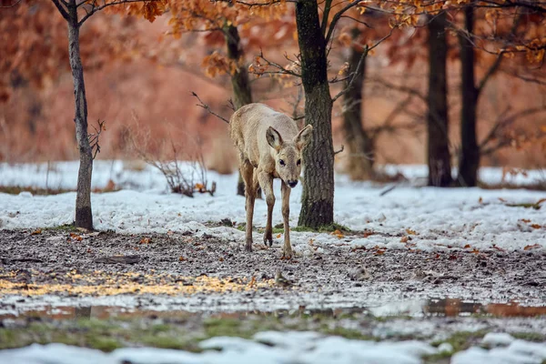 Caprioli Capreolus Capreolus Passeggiando Nella Foresta Querce — Foto Stock