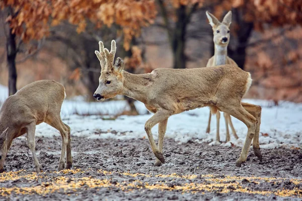 Family Young Roe Deers Capreolus Capreolus Oak Forest Feeding Spot — Stock Photo, Image