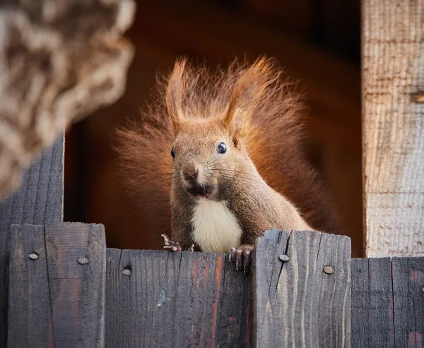 Porträtt Söt Och Nyfiken Ekorre Staket — Stockfoto