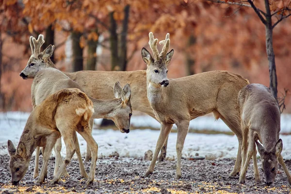 Cute roe deers (Capreolus capreolus) eating meal in oak forest