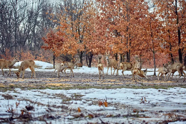 昼間のスポットの餌でオークの森で食事を食べる明太子鹿 Capreolus Capreolus — ストック写真