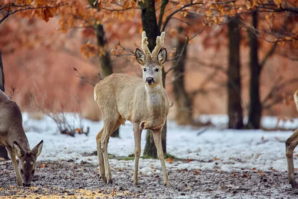 Οικογένεια Ελάφια Μικρά Roe Capreolus Capreolus Περπάτημα Στο Λιβάδι Στο — Φωτογραφία Αρχείου