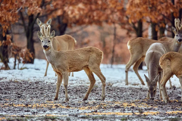 Wild Roe Deers Capreolus Capreolus Eating Tasty Meal Oak Forest — Stock Photo, Image