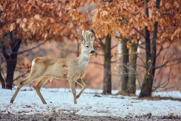 スポットを餌にオークの森に歩いて角の野生の卵シカ Capreolus Capreolus — ストック写真