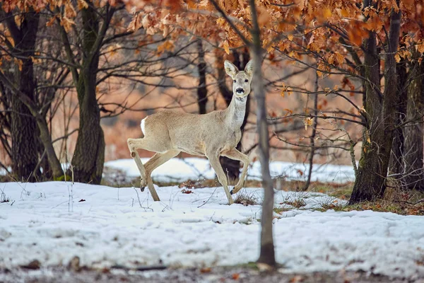 Άγριο Ζαρκάδι Capreolus Capreolus Στο Δάσος Τις Βελανιδιές Στο Τάισμα — Φωτογραφία Αρχείου