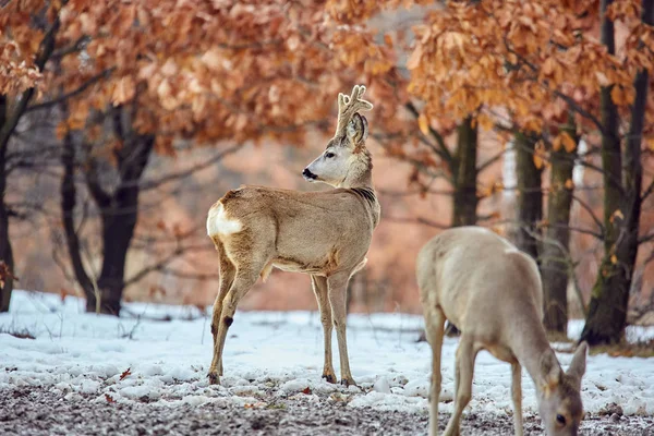 オークの森で食事を食べるかわいい卵鹿 Capreolus Capreolus — ストック写真
