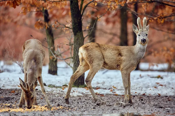 Großaufnahme Von Rehwild Capreolus Capreolus Das Futterplatz Eichenwald Steht — Stockfoto