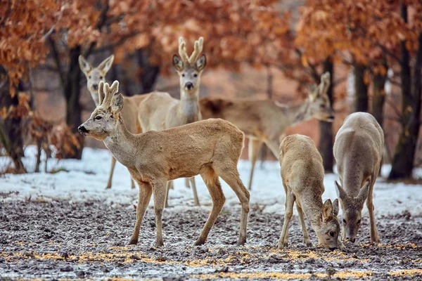 Αυγοτάραχο Άγρια Ελάφια Capreolus Capreolus Τρώει Νόστιμο Γεύμα Στο Δάσος — Φωτογραφία Αρχείου