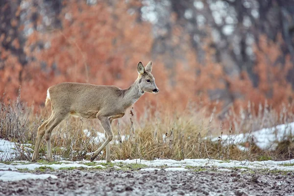 Reeën Capreolus Capreolus Wandelen Eikenbos — Stockfoto