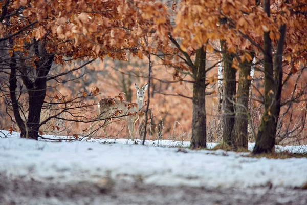 Roe Deer Capreolus Capreolus Walking Oak Forest — Stock Photo, Image