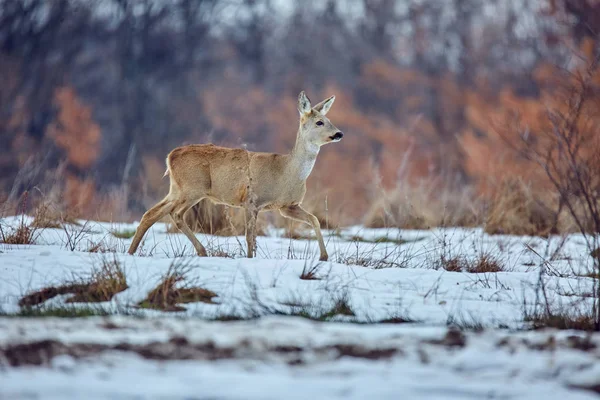 Closeup Ζαρκάδι Capreolus Capreolus Περπάτημα Στο Λιβάδι Κοντά Στο Δάσος — Φωτογραφία Αρχείου