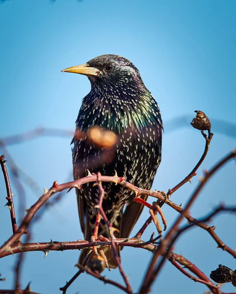 Gemensamma Stare Sturnus Vulgaris Uppe Trädgren — Stockfoto