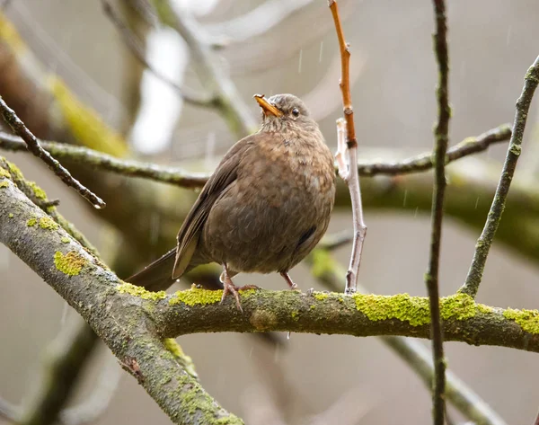 Närbild Blackbird Juvenil Bark Träd — Stockfoto