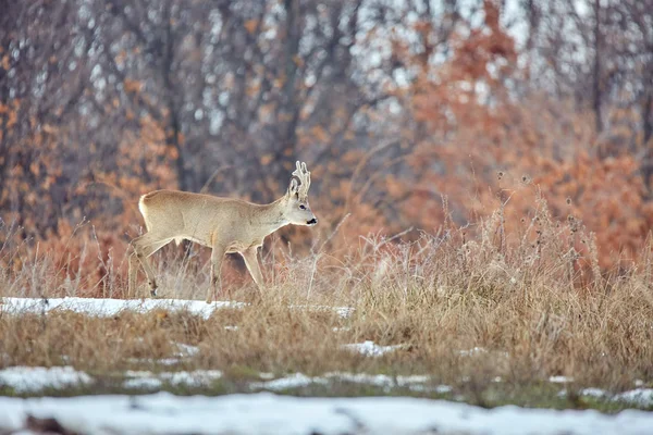 Gehörntes Reh Capreolus Capreolus Spaziert Eichenwald — Stockfoto