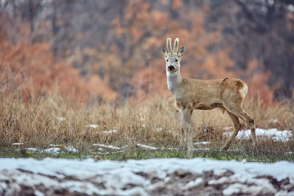 スポットを餌にオークの森に歩いて角の野生の卵シカ Capreolus Capreolus — ストック写真