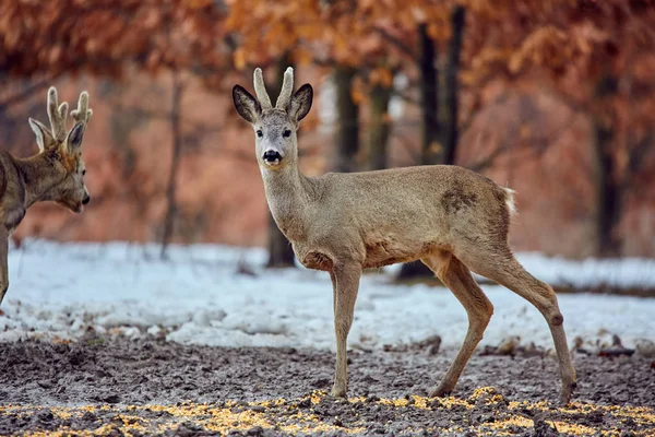 Besleme Vahşi Karaca Geyikler Capreolus Capreolus Meşe Ormanında Spot Grup — Stok fotoğraf