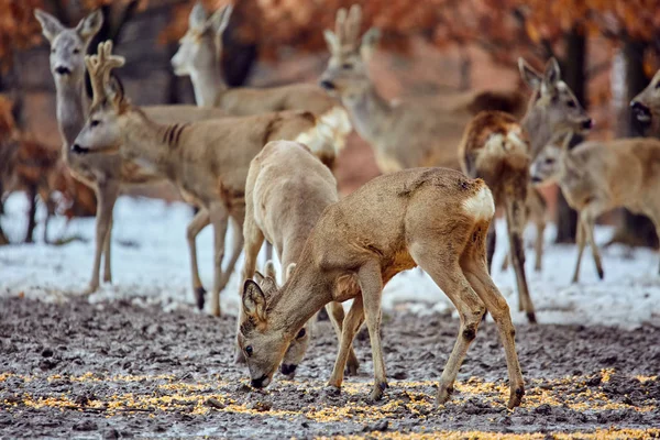 Closeup Αυγοτάραχο Άγρια Ελάφια Capreolus Capreolus Στέκεται Στο Τάισμα Σημείο — Φωτογραφία Αρχείου