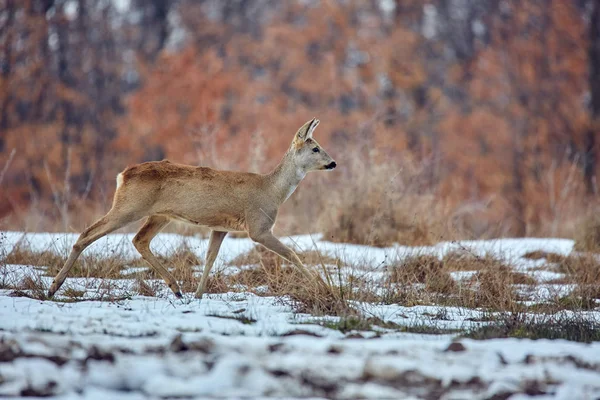 Closeup Roe Deer Capreolus Capreolus Walking Meadow Oak Forest — Stock Photo, Image