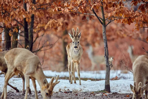 Group Wild Roe Deers Capreolus Capreolus Oak Forest Feeding Spot — Stock Photo, Image