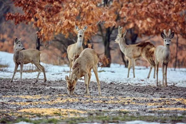 Αυγοτάραχο Ελάφια Capreolus Capreolus Κατανάλωση Γεύματος Στο Δάσος Τις Βελανιδιές — Φωτογραφία Αρχείου