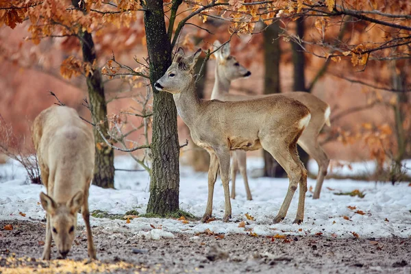 Groupe Chevreuils Sauvages Capreolus Capreolus Dans Forêt Chênes Point Alimentation — Photo