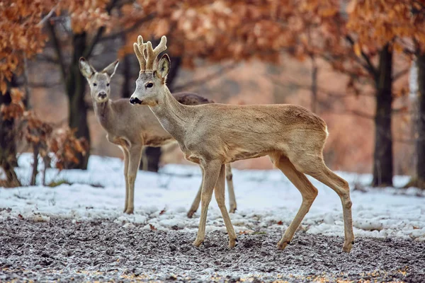 Nokta Besleme Meşe Ormanında Yemek Yeme Vahşi Karaca Geyikler Capreolus — Stok fotoğraf