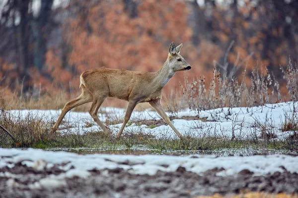 Closeup Roe Deer Capreolus Capreolus Walking Meadow Oak Forest — Stock Photo, Image