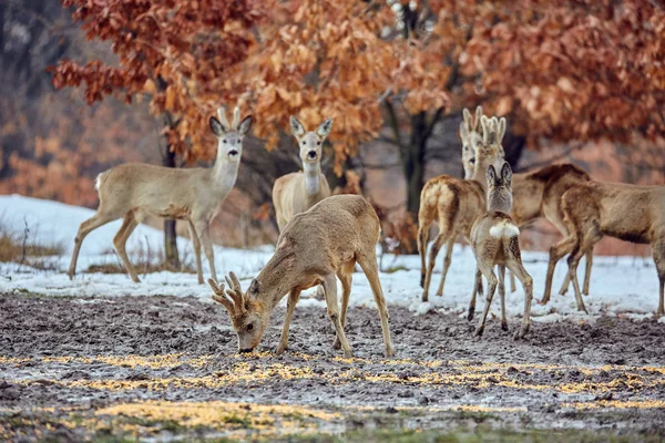 Αυγοτάραχο Ελάφια Capreolus Capreolus Κατανάλωση Γεύματος Στο Δάσος Τις Βελανιδιές — Φωτογραφία Αρχείου