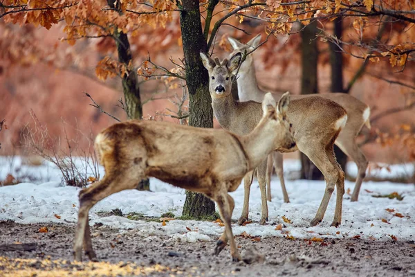 Group Wild Roe Deers Capreolus Capreolus Oak Forest Feeding Spot — Stock Photo, Image