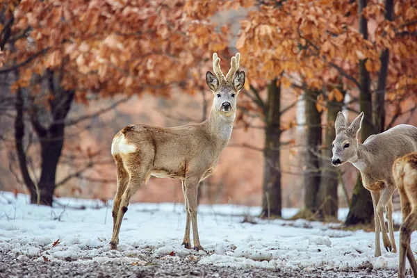 Oak Forest Çayır Üzerinde Yürüyen Ailesi Genç Karaca Geyikler Capreolus — Stok fotoğraf