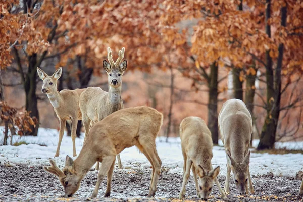 Wild Roe Deers Capreolus Capreolus Eating Tasty Meal Oak Forest — Stock Photo, Image