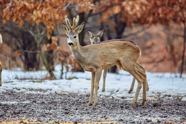 Wild Roe Deers Capreolus Capreolus Eating Meal Oak Forest Feeding — Stock Photo, Image