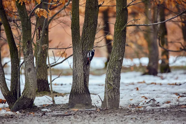Pic Sauvage Assis Sur Arbre Dans Une Forêt Chênes Hiver — Photo