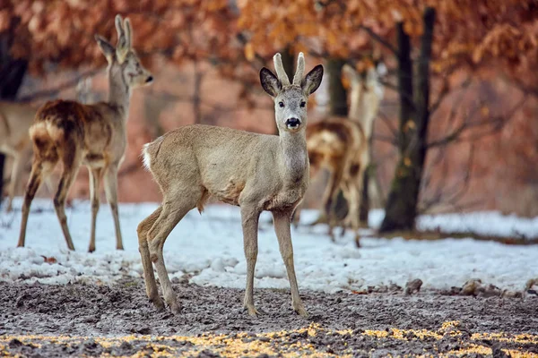 Familie Junger Rehe Capreolus Capreolus Eichenwald Der Futterstelle — Stockfoto