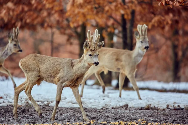 Groupe Chevreuils Sauvages Capreolus Capreolus Dans Forêt Chênes Point Alimentation — Photo