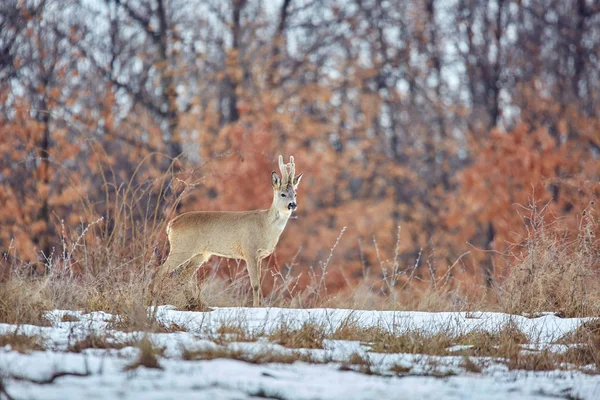 Gehörntes Reh Capreolus Capreolus Spaziert Eichenwald — Stockfoto