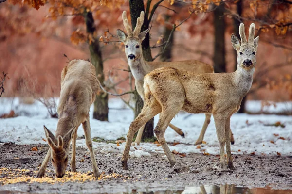 Οικογένεια Ελάφια Άγρια Roe Capreolus Capreolus Τρώει Νόστιμο Γεύμα Στο Φωτογραφία Αρχείου