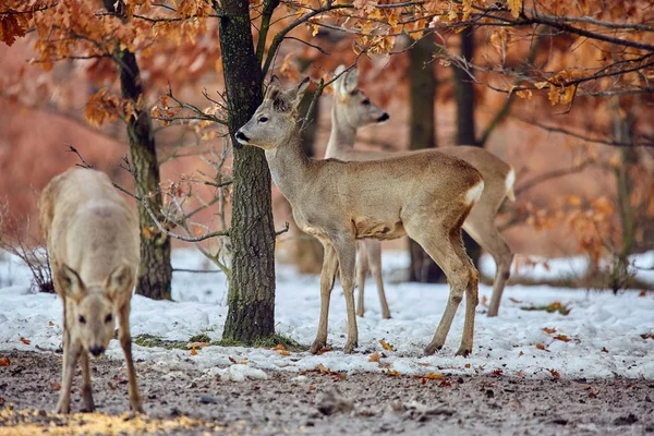 Groupe Chevreuils Sauvages Capreolus Capreolus Dans Forêt Chênes Point Alimentation Photos De Stock Libres De Droits