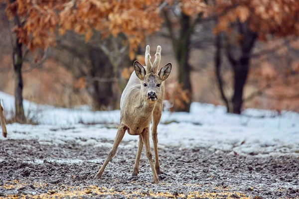 Caprioli Selvatici Capreolus Capreolus Nella Foresta Querce — Foto Stock