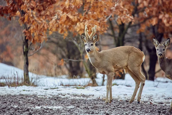 オークの森で草原の上を歩く若い卵鹿 Capreolus Capreolus の家族 — ストック写真