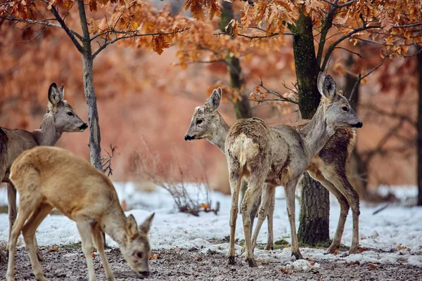 Μικρή Ομάδα Αυγοτάραχο Ελάφια Capreolus Capreolus Φαγητό Στο Δάσος Τις — Φωτογραφία Αρχείου